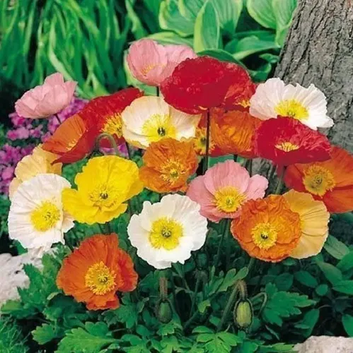 [12582] * SEMILLAS AMAPOLA DE ISLANDIA ART. 415