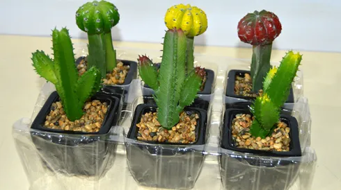 [13327] * CACTUS ARTIFICIAL ART. 17135