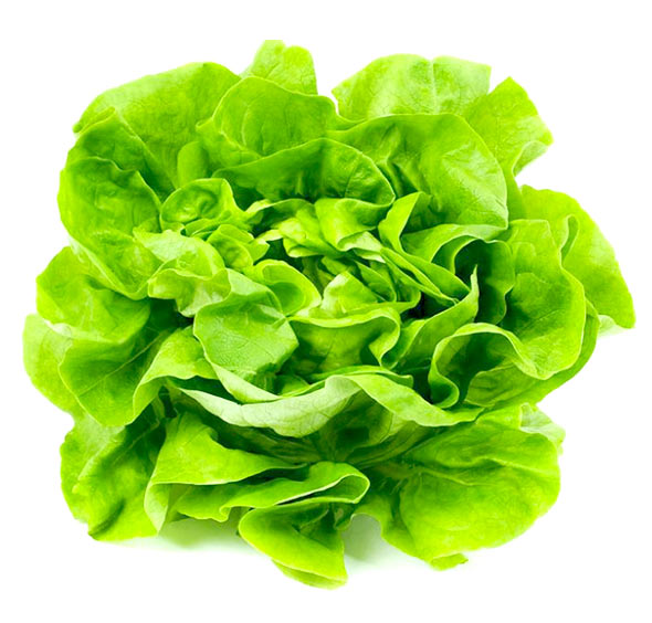 [14487] LECHUGA COL DE NAPOLES DOY PACK X 500 GR