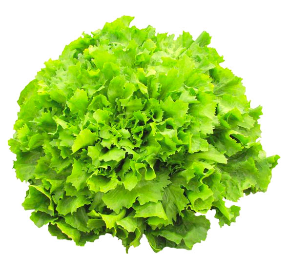 [14490] ACHICORIA HOJA ANCHA DOY PACK X 500 GR.