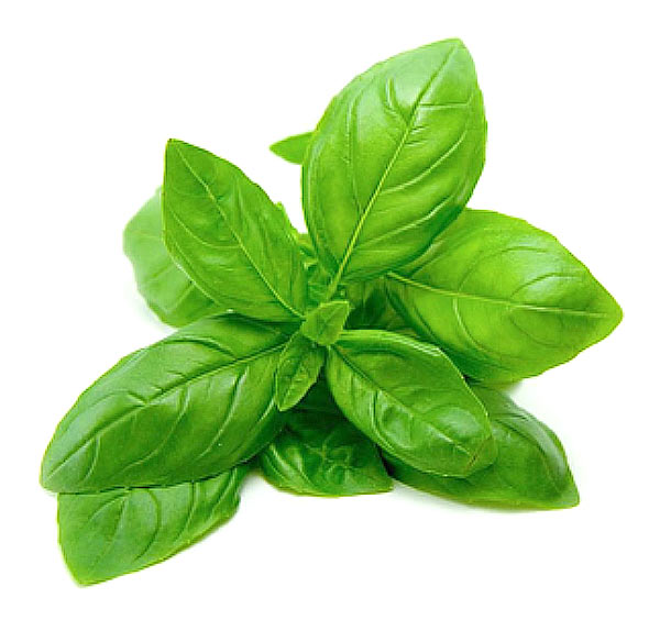 [14491] ALBAHACA VERDE GENOVESE SUPERBO SOBRE X 100 HR